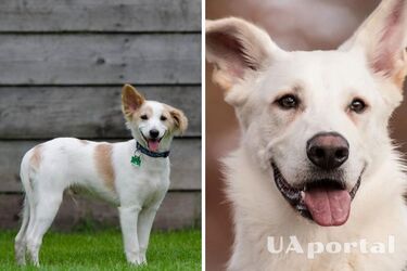 Which dog breeds bring good luck to their owners