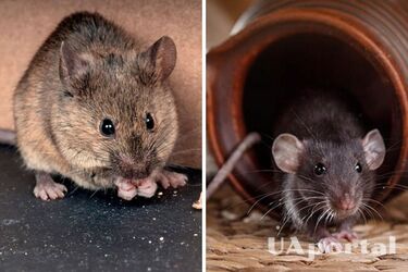 How to get rid of mice at home: folk methods