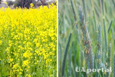 What green manure plants are best to sow a garden from weeds