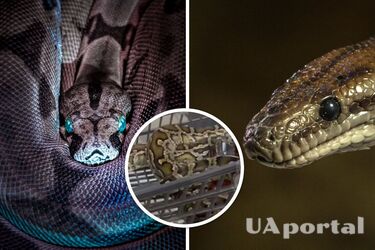 Величезний пітон пробрався до супермаркету у Дніпрі й заліз у візок з продуктами (відео)