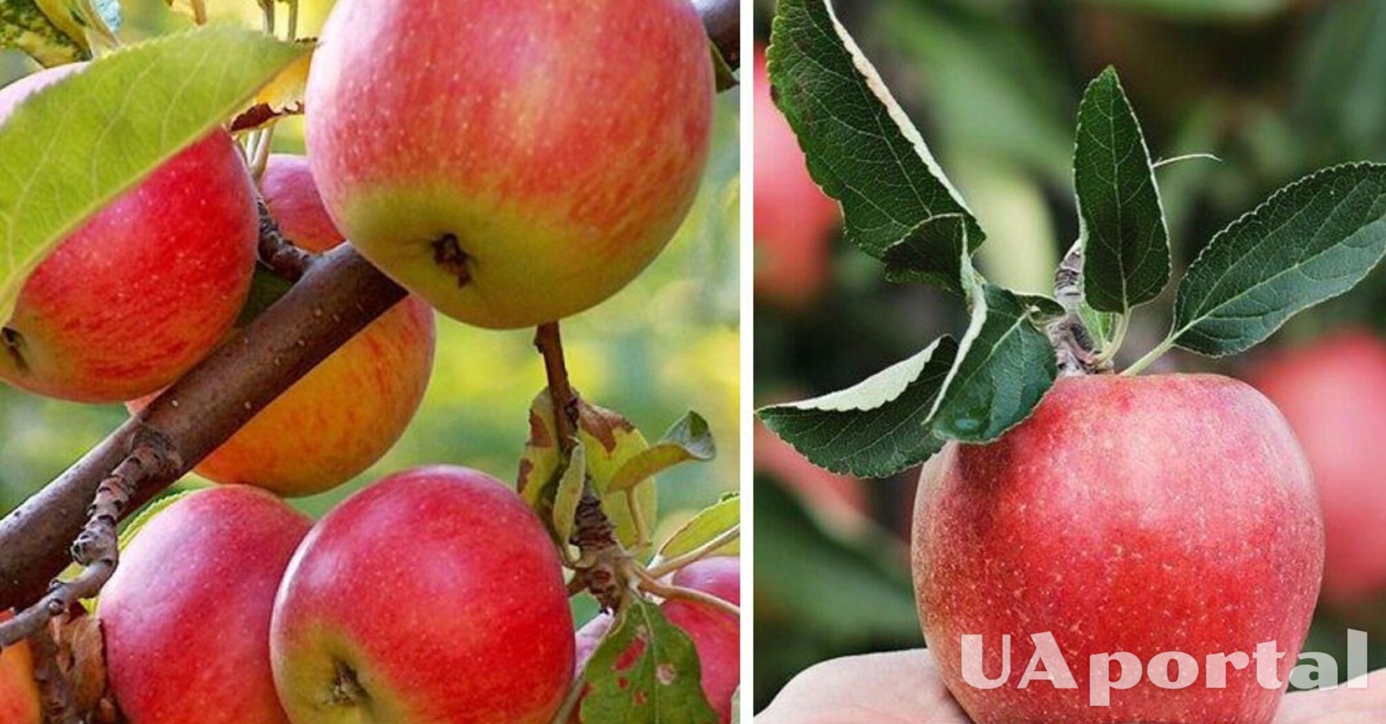 You can double the yield: how to care for an apple tree in September 