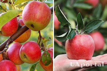 You can double the yield: how to care for an apple tree in September