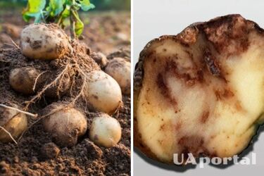 How to protect potatoes from late blight