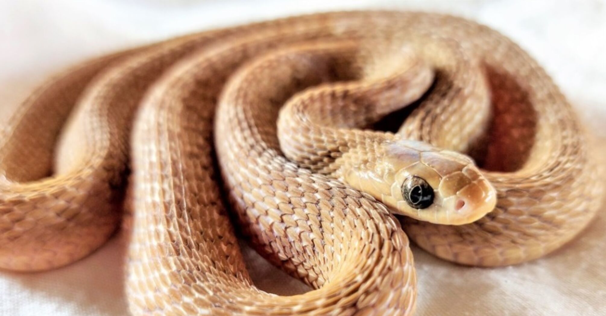 І це не пітон: вчені знайшли змію, що здатна проковтнути максимально велику здобич (фото, відео)