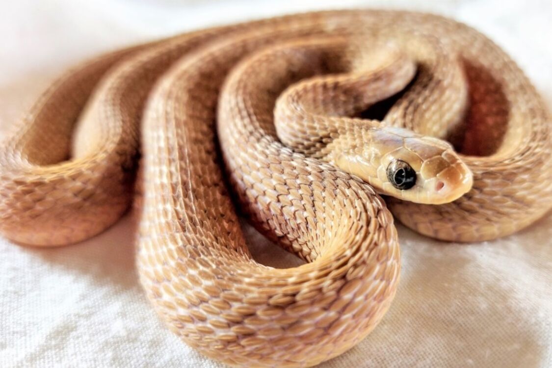 І це не пітон: вчені знайшли змію, що здатна проковтнути максимально велику здобич (фото, відео)