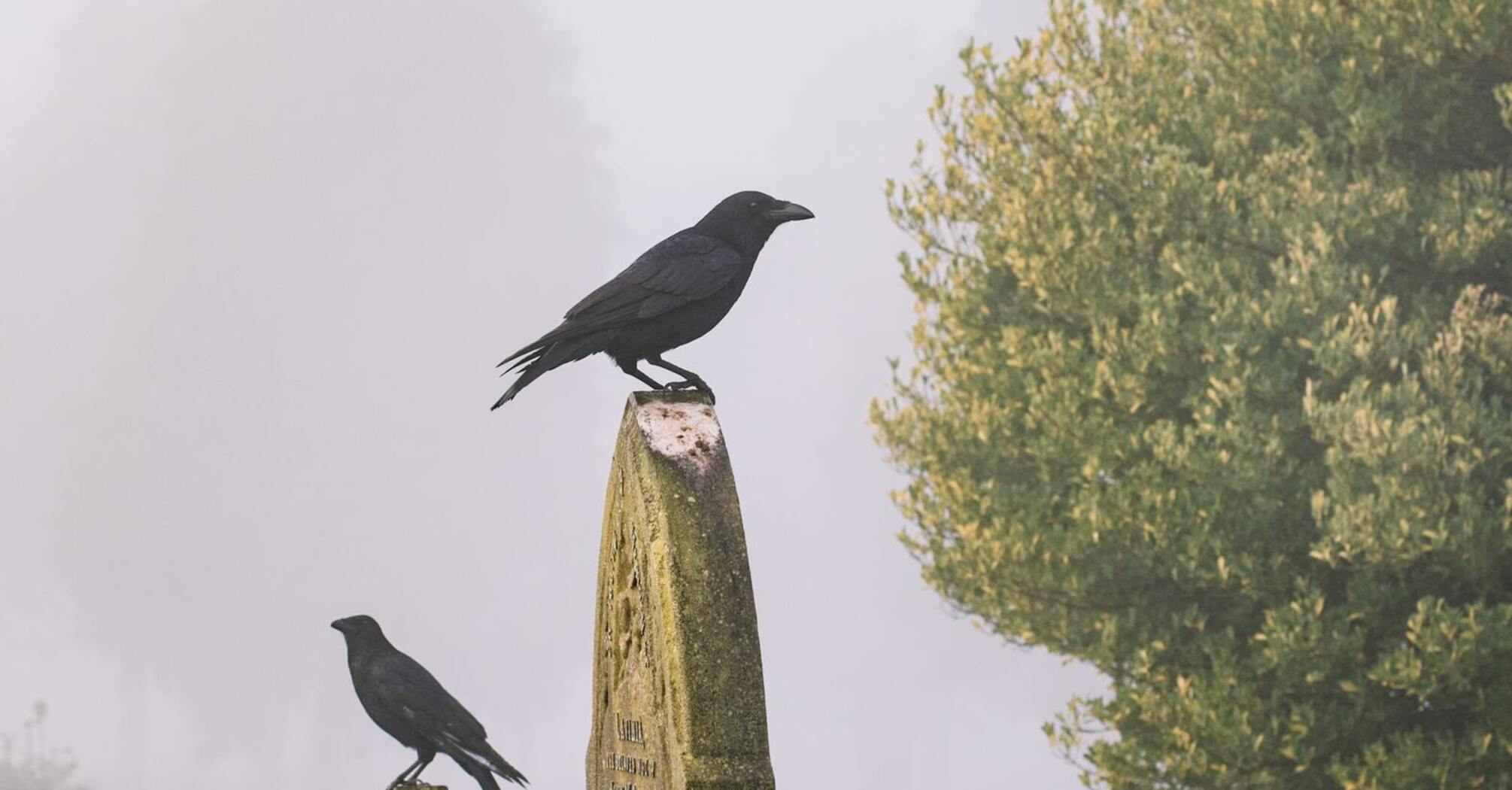 Ученые сказали, какие птицы устраивают похороны для умерших сородичей