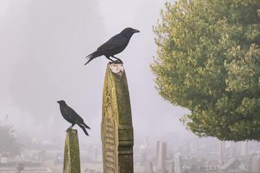 Учені сказали, які птахи влаштовують похорони для померлих сородичів