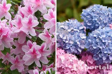 Гортензия будет пышно цвести, если рядом посадить некоторые растения: советы садоводов