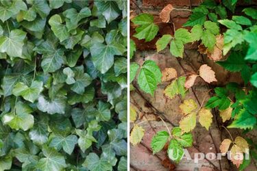 How to get rid of weeds in the garden