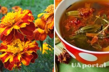 Укрепляет иммунитет и успокаивает нервную систему: 10 причин пить чай из бархатцев