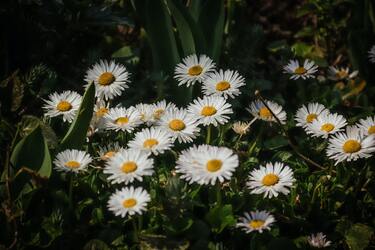 Для чего нужно ставить букет ромашек в спальне: народные приметы