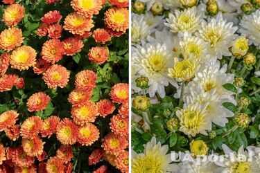 Siedem typowych błędów, które zabijają chryzantemy w ogrodzie