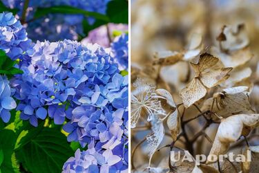 Как оживить гортензию: три причины, почему она увядает, и как их решить