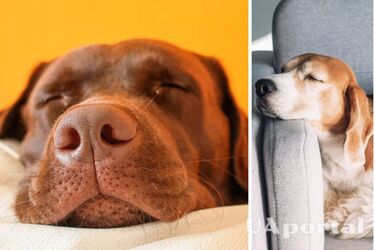 Dogs hear people in their sleep