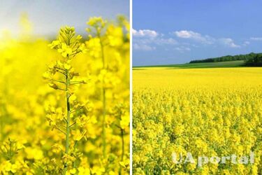 Як підготувати ґрунт до зими