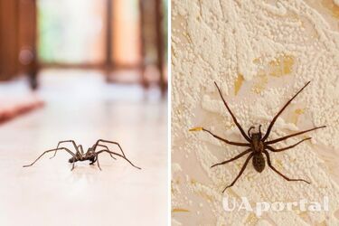 Какие комнатные растения отпугивают пауков