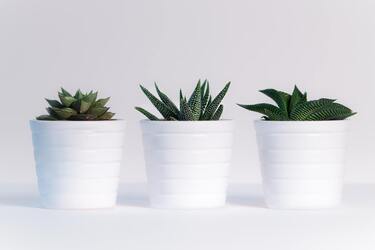 Чи варто надавати перевагу штучним рослинам