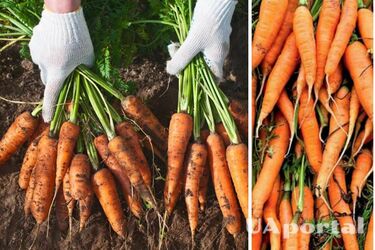 How to dig and store carrots to keep them from spoiling for as long as possible