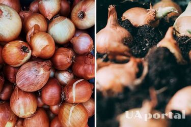 Не викидайте лушпиння з цибулі: як перетворити відходи на добриво