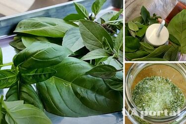 Jak zrobić sól bazyliową: dwa najlepsze przepisy (wideo)