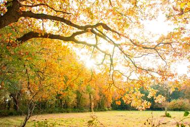 Як подбати про рослин восени