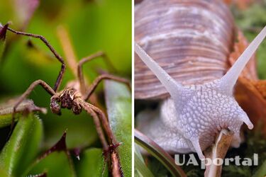 Дешевий засіб вижене слимаків та павуків з саду: поради експертів