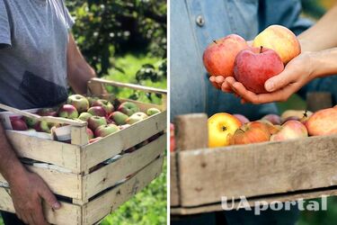 Как правильно хранить яблоки, чтобы они не портились всю зиму