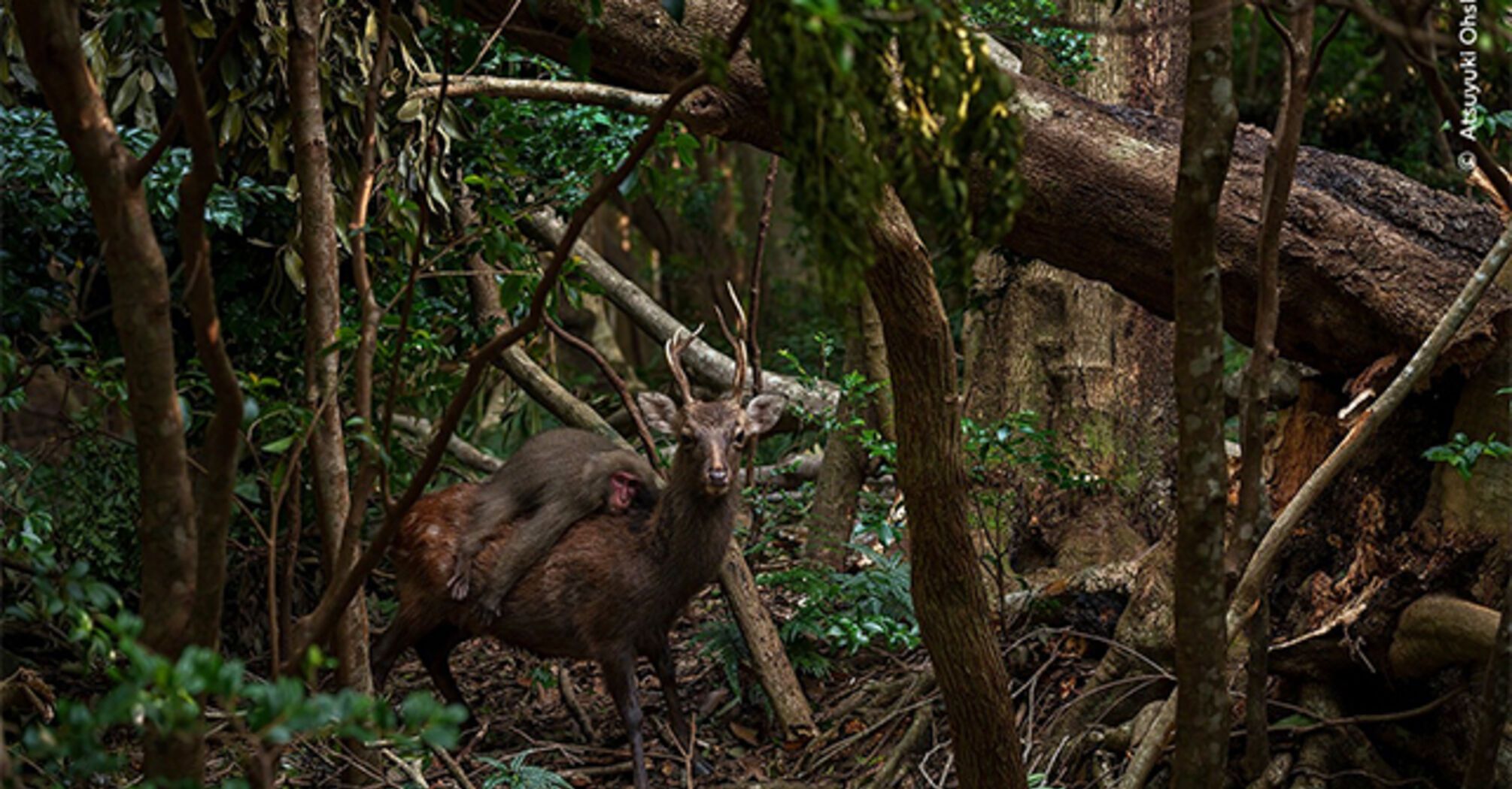 Мавпа катається на олені на японському острові Якусіма