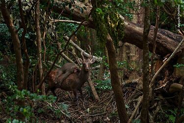 A monkey rides a deer on the Japanese island of Yakushima