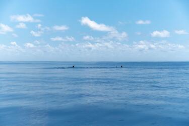 В Египте туристка спаслась после атаки акулы, но потеряла руку (видео)