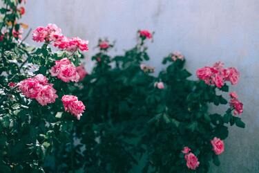 The right companions for roses