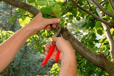 Исследования ученых: растения кричат, когда испытывают стресс