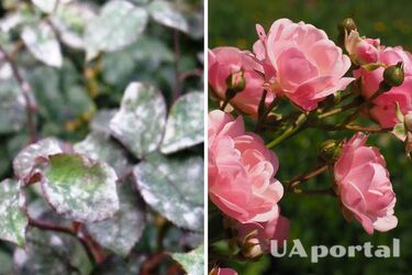 Садоводы назвали самое эффективное средство для борьбы с мучнистой росой на розах