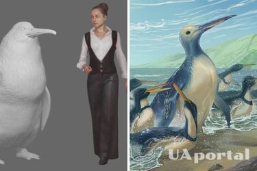 В Новой Зеландии нашли останки древнего пингвина размером с человека, жившего 55 миллионов лет назад