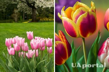 Садівники порадили як та коли висаджувати тюльпани в грунт