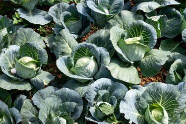 Ознаки стиглої капусти й правила збору