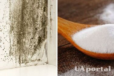 All you need is baking soda: how to get rid of mold quickly