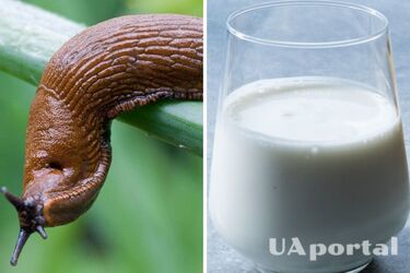 How to get rid of slugs using kefir: a life hack