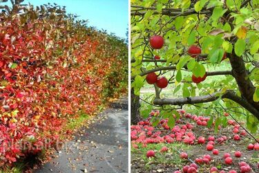 Як захистити рослини від шкідників восени: рецепт засобу