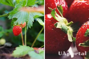 Добриво для полуниці - чим підживити полуницю у вересні 2023