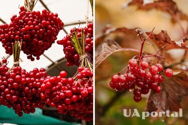 Як зберігати калину в домашніх умовах - як зберігати калину з цукром на зиму