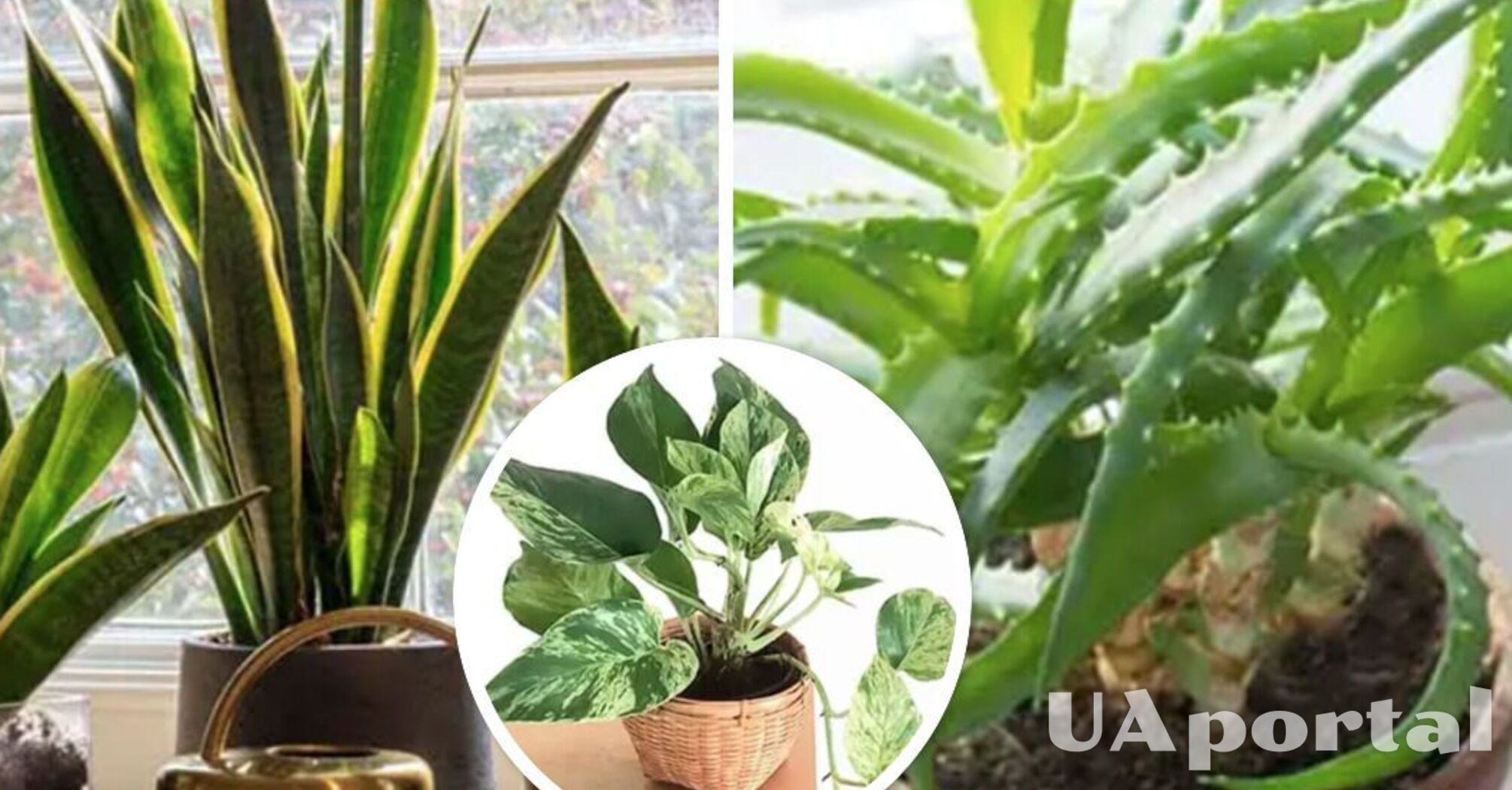 Які рослини усувають неприємні запахи та очищають повітря