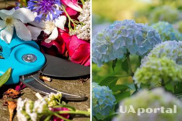 Садоводы объяснили, что нужно сделать сейчас, чтобы гортензии обильно зацвели весной