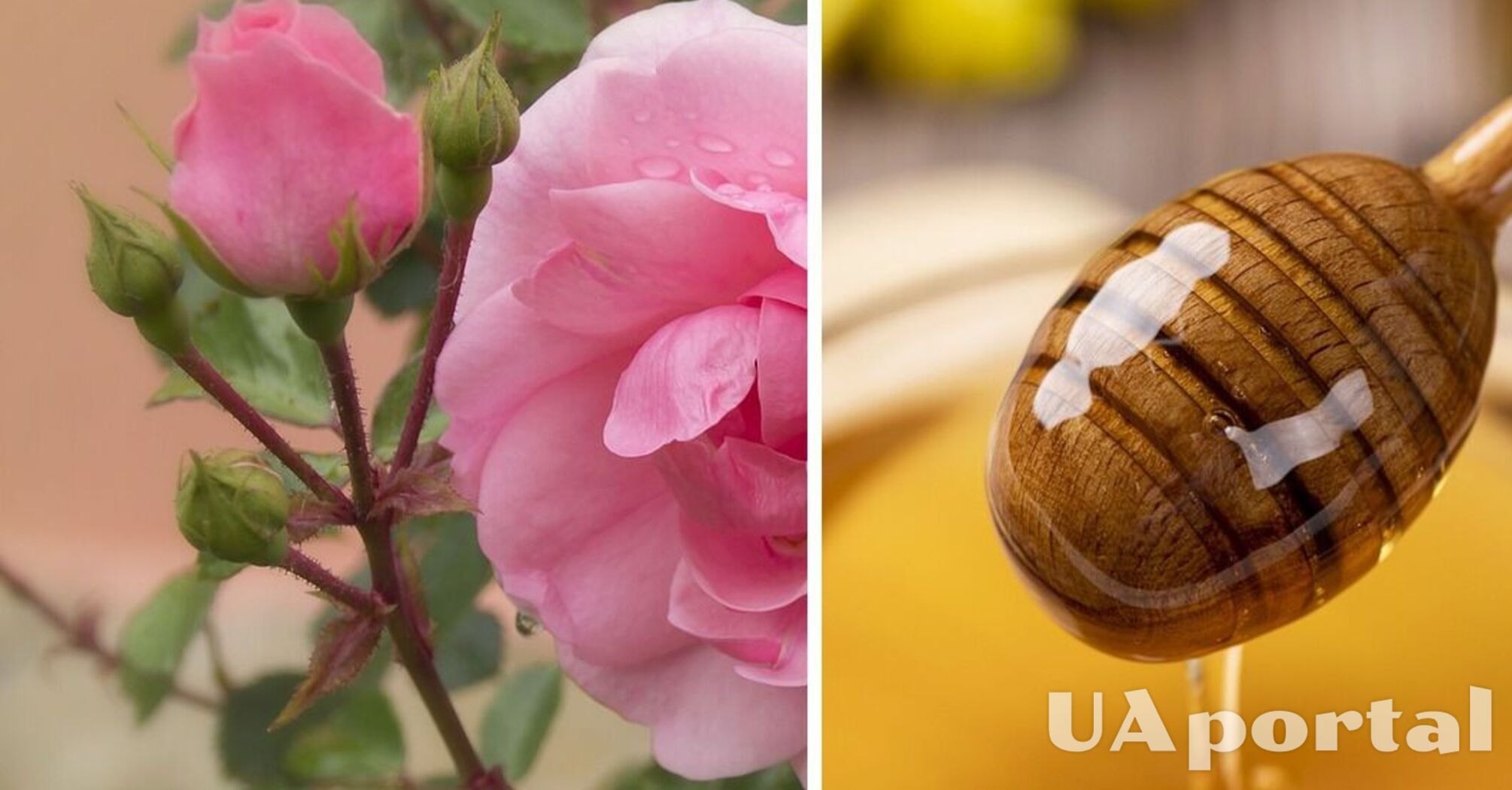 Садівники пояснили, навіщо вмочати живці троянд у мед перед посадкою