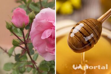Садівники пояснили, навіщо вмочати живці троянд у мед перед посадкою