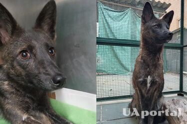 Єдиний у світі: у Бразилії вчені зафіксували гібрид лисиці та собаки (фото й відео)