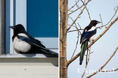 Что значит, когда сорока прилетела к вашему дому