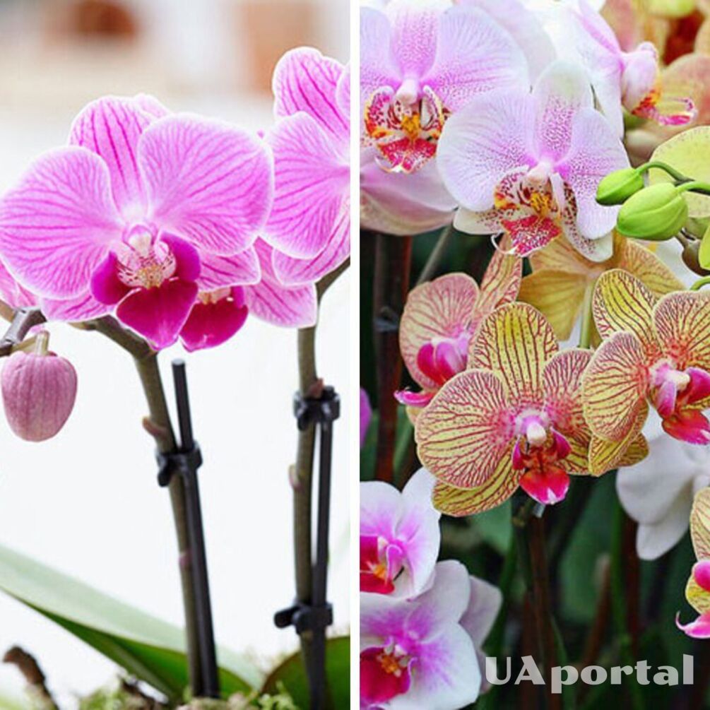 Почему орхидея может не цвести: причины и как это исправить