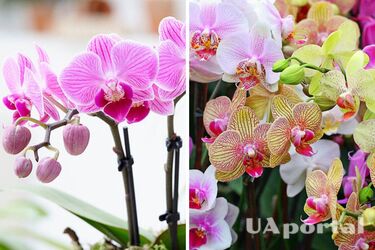 Почему орхидея может не цвести: причины и как это исправить