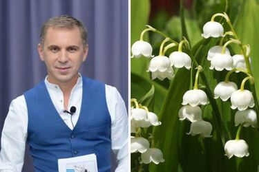 'Ландиші', 'одуванчики', 'сірєнь': Авраменко пояснив, як українською будуть назви квітів 